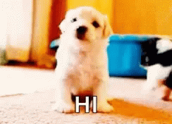 White Puppy Saying Hi