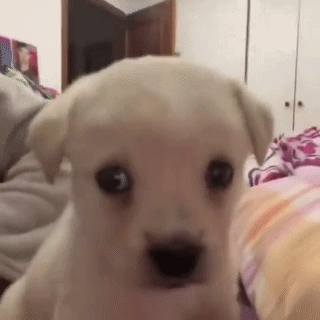 White Puppy Sitting on Bed