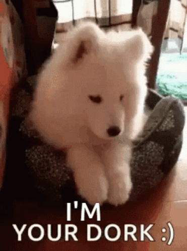 White Puppy Sitting on Dog Bed Saying I'm Your Dork