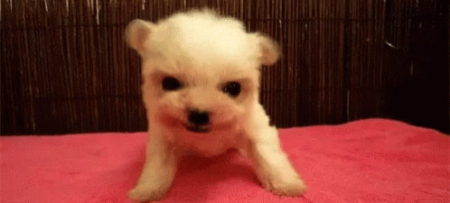 White Puppy Sitting on Pink Blanket