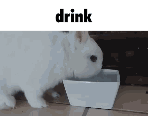 White Rabbit Drinking From White Bowl