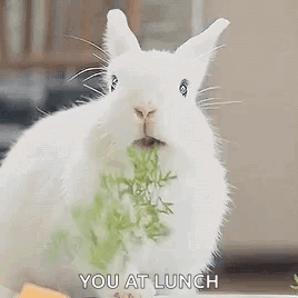 White Rabbit Eating Carrot GIF