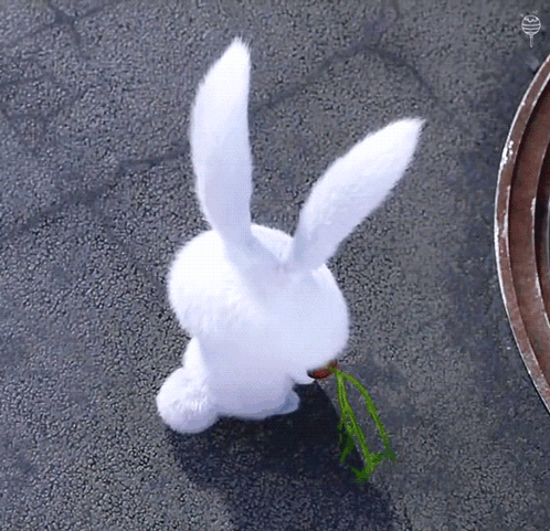 White Rabbit Eating Green Plant GIF