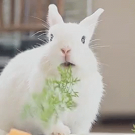 White Rabbit Eating Greens GIF