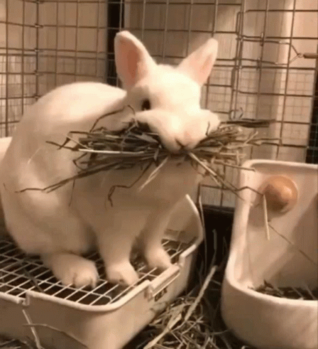 White Rabbit Eating Hay