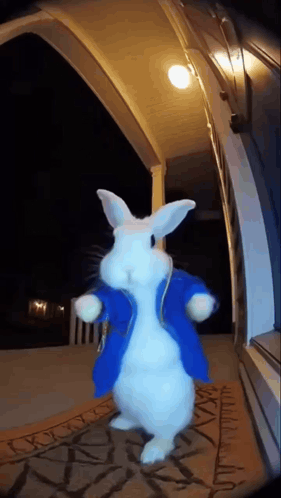 White Rabbit In Blue Coat On Porch GIF