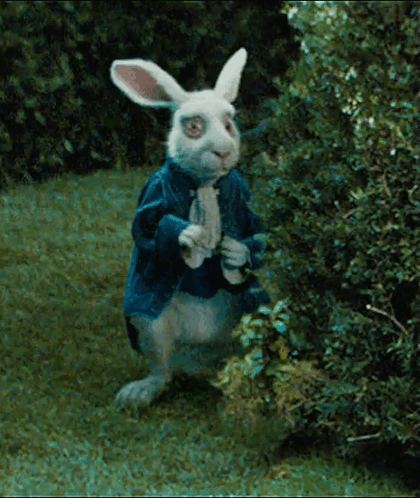 White Rabbit In Blue Jacket GIF