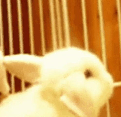 White Rabbit in Cage Looking at Camera