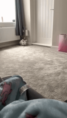 White Rabbit Laying on Floor