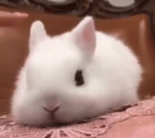 White Rabbit Lying On Bed Looking At Camera GIF
