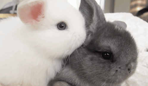 White Rabbit Lying on Gray Rabbit