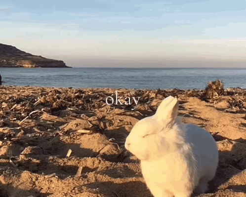 White Rabbit on Beach Saying Okay