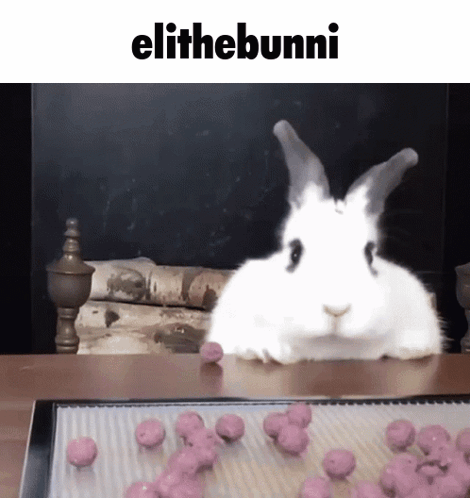 White Rabbit Sitting Near Pink Balls GIF