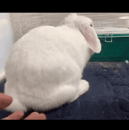 White Rabbit Sitting Next To Feet GIF