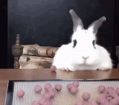 White Rabbit Sitting Next To Pink Balls GIF