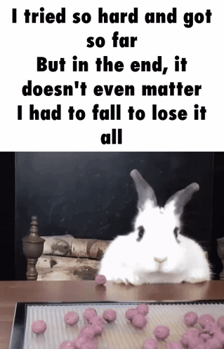 White Rabbit Sitting Next to Tray of Cookies