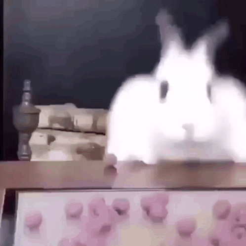 White Rabbit Standing On Table With Marshmallows GIF