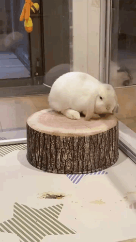White Rabbit Standing on Wooden Block