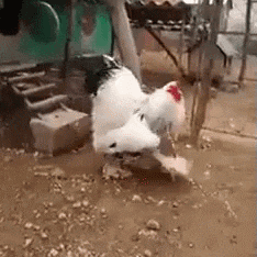White Rooster Standing on Hind Legs