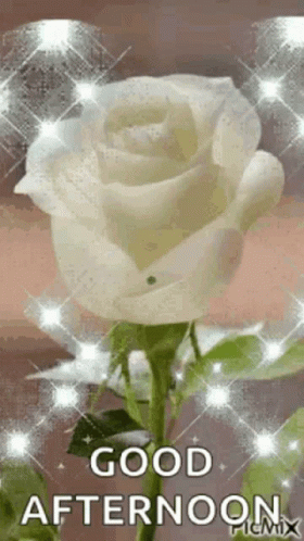 White Rose Saying Good Afternoon GIF