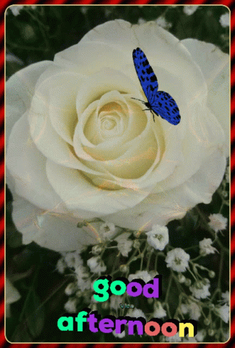White Rose with Blue Butterfly Good Afternoon