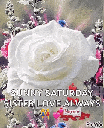 White Rose With Sunny Saturday Sister Love GIF