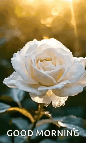 White Rose With Water Drops Good Morning GIF