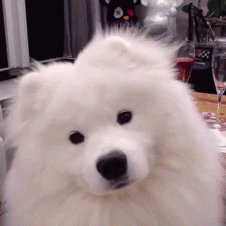 White Samoyed Confused Dog GIF