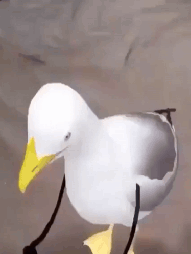 White Seagull With Yellow Beak Standing on Rock