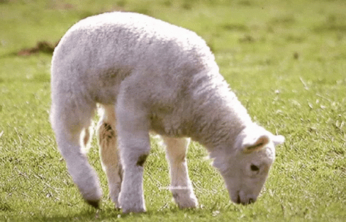White Sheep in Grassy Field With Sheep Text