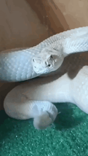 White Snake Laying On Green Surface GIF