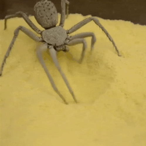 White Spider Crawling on Yellow Surface