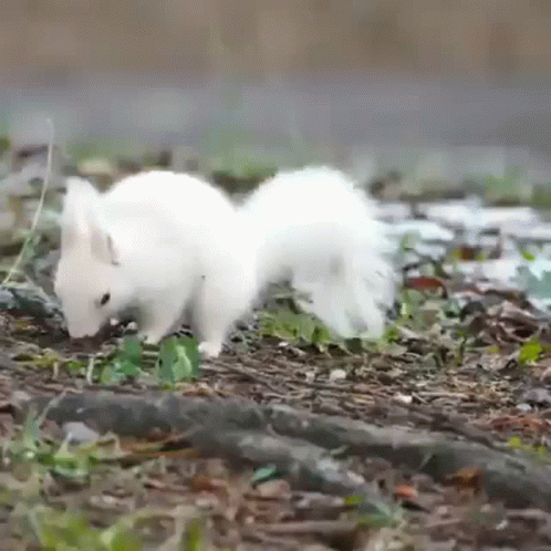 White Squirrel Standing in Grass Looking for Food