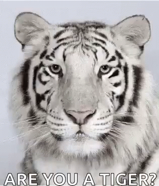 White Tiger Face Are You A Tiger GIF
