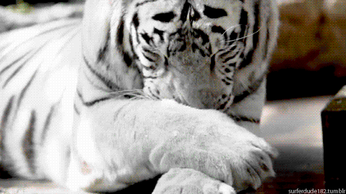White Tiger Licking Feet GIF