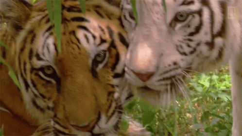 White Tiger Rubbing Head Sweet GIF