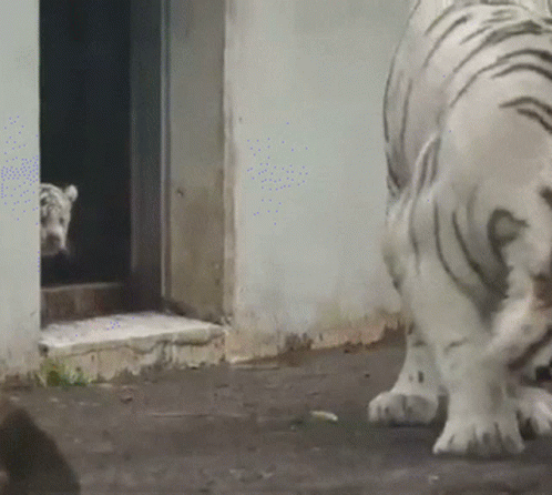 White Tiger Standing By Door GIF