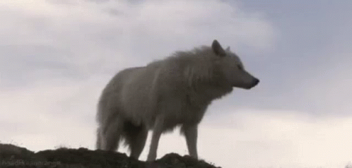 White Wolf Howling Alone GIF