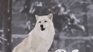White Wolf Sitting In Snow GIF