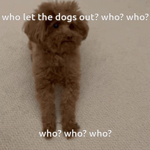 Who Let The Dogs Out Cute Poodle GIF