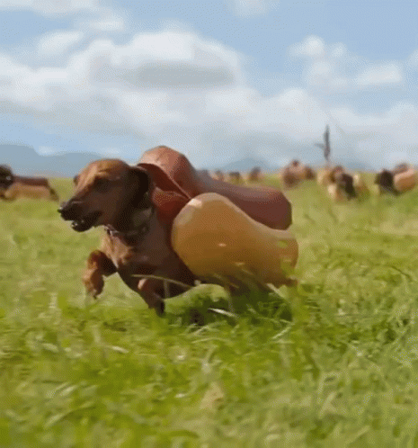 Who Let The Wiener Dog Out GIF