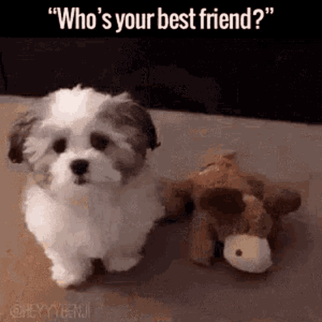 Who's Your Best Friend GIF
