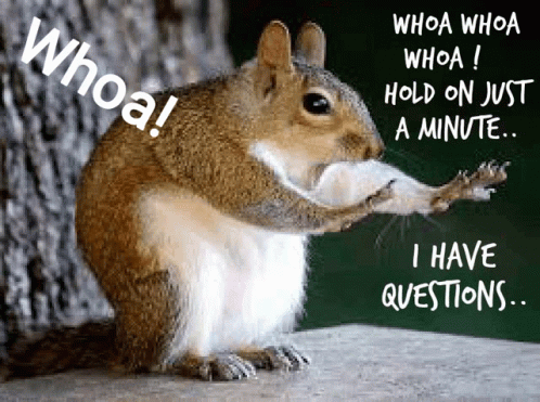 Whoa Hold On Just A Minute Squirrel Meme GIF