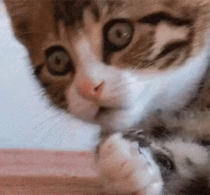 Whoops Of Cute Cat GIF