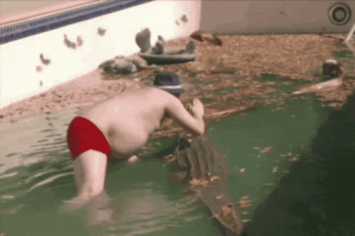 Whos Your Daddy Funny Guy On Crocodile Pool GIF
