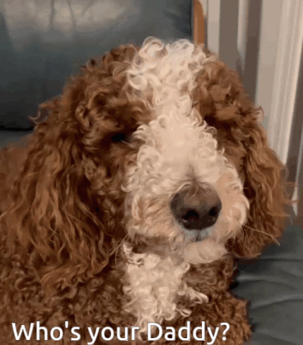 Whos Your Daddy Poodle Dog GIF