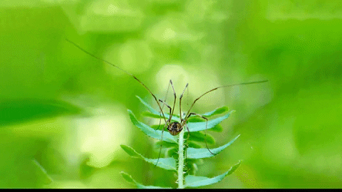 Whos Your Daddy Spider On Leaf GIF