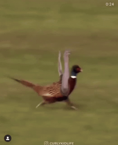 Why Are You Running Frantic Pheasant GIF