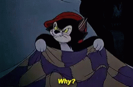 Why Cat GIF