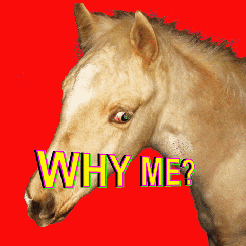 Why Me Funny Horse Rainbow Background GIF